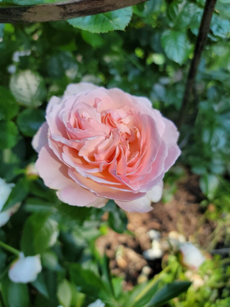 Shrub Rose Princesse Charlene de Monaco