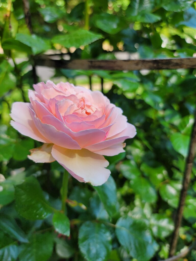 Shrub Rose Princesse Charlene de Monaco