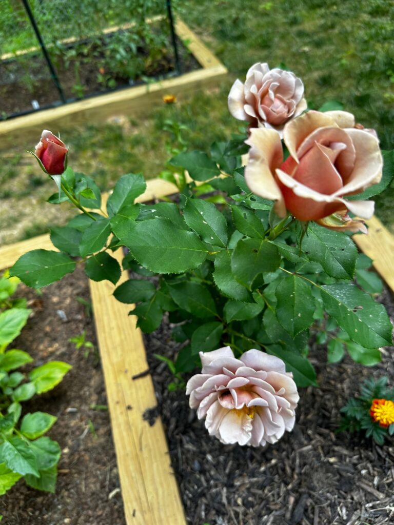 koko loko shrub rose