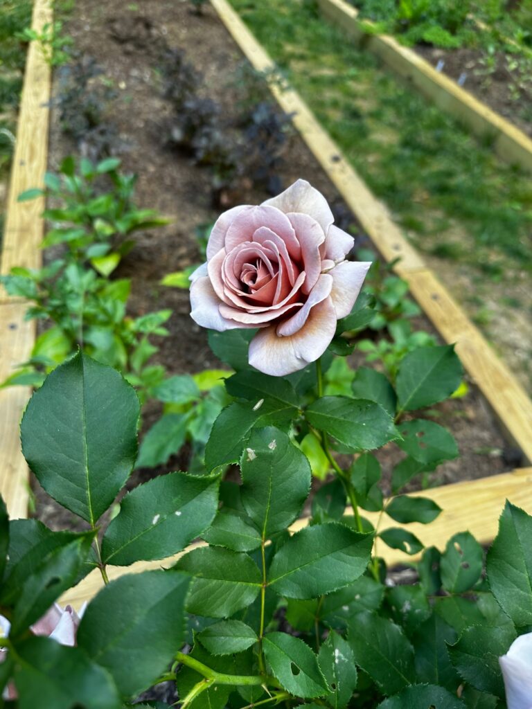 koko loko shrub rose