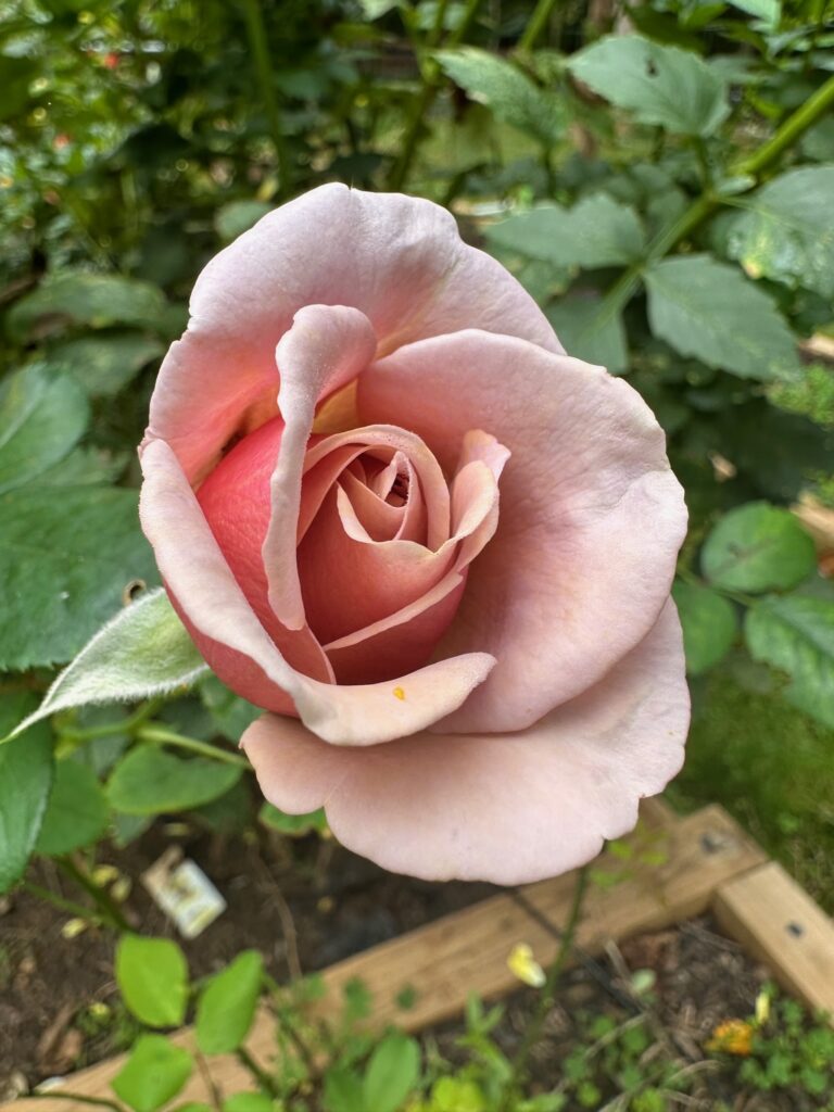 koko loko shrub rose